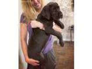 Great Dane Puppy for sale in Pearland, TX, USA