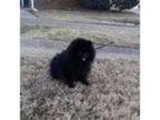 Pomeranian Puppy for sale in Lewisville, TX, USA