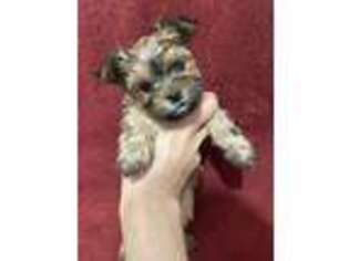 Yorkshire Terrier Puppy for sale in Mitchell, SD, USA