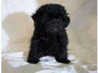 Shih-Poo Puppy for sale in Middleburgh, NY, USA