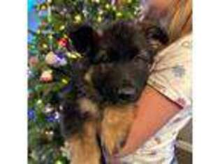 German Shepherd Dog Puppy for sale in Chico, CA, USA