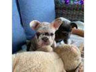 French Bulldog Puppy for sale in Mayo, FL, USA