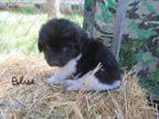 Newfoundland Puppy for sale in Killdeer, ND, USA