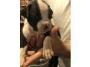 Boxer Puppy for sale in Cortland, NY, USA