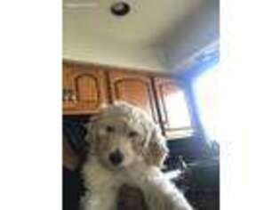 Goldendoodle Puppy for sale in Bolingbrook, IL, USA