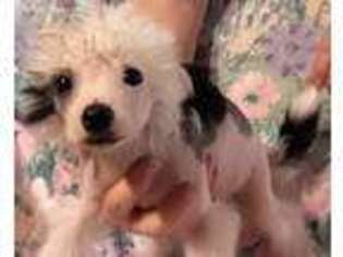 Chinese Crested Puppy for sale in Candler, NC, USA