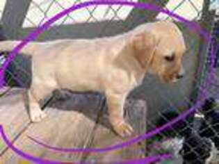 Labrador Retriever Puppy for sale in Scottsdale, AZ, USA