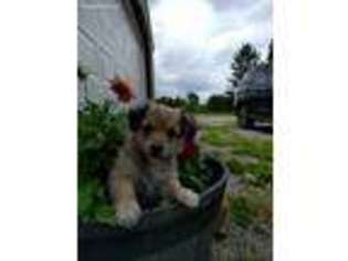 Yorkshire Terrier Puppy for sale in Ligonier, PA, USA