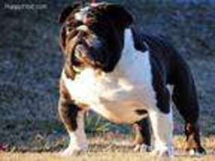 Bulldog Puppy for sale in Easley, SC, USA