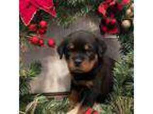 Rottweiler Puppy for sale in Granby, MA, USA