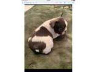 French Bulldog Puppy for sale in Smyrna, GA, USA