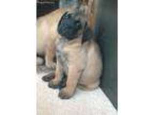 Mastiff Puppy for sale in Lindsay, OK, USA