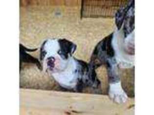 Olde English Bulldogge Puppy for sale in Shaftsbury, VT, USA