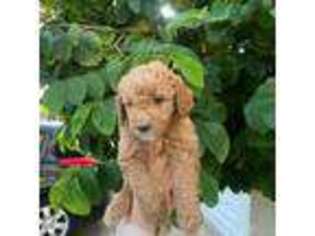 Goldendoodle Puppy for sale in South Gate, CA, USA