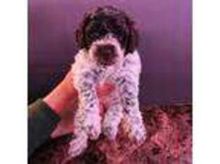 Lagotto Romagnolo Puppy for sale in Midvale, UT, USA