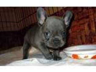 French Bulldog Puppy for sale in Birmingham, AL, USA