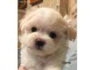 Maltese Puppy for sale in Liberty, MS, USA