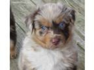 Australian Shepherd Puppy for sale in Smicksburg, PA, USA