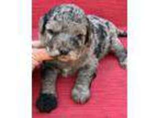 Chow Chow Puppy for sale in Brandon, FL, USA