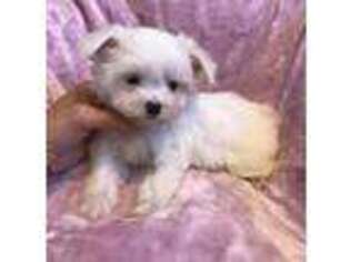 Maltese Puppy for sale in Ionia, MI, USA