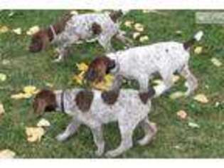German Shorthaired Pointer Puppy for sale in Denver, CO, USA