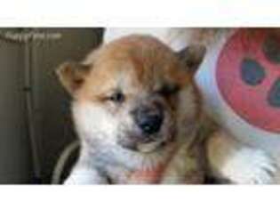 Shiba Inu Puppy for sale in Ava, MO, USA