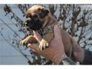 Bullmastiff Puppy for sale in Tulsa, OK, USA