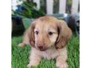 Dachshund Puppy for sale in Lead Hill, AR, USA