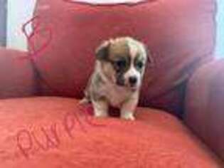Pembroke Welsh Corgi Puppy for sale in Burgettstown, PA, USA
