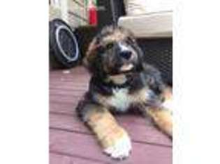 Bernese Mountain Dog Puppy for sale in Loveland, OH, USA