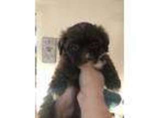 Shih-Poo Puppy for sale in Wolcott, VT, USA