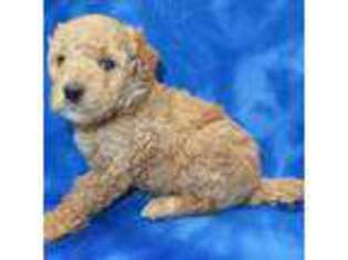 Mutt Puppy for sale in Johnstown, CO, USA