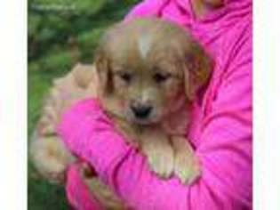 Golden Retriever Puppy for sale in Strasburg, OH, USA