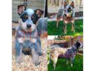 Australian Cattle Dog Puppy for sale in Atwater, CA, USA