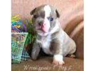 Boston Terrier Puppy for sale in Findlay, OH, USA