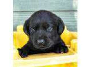 Labrador Retriever Puppy for sale in Paden, OK, USA