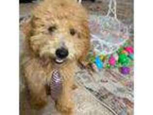Goldendoodle Puppy for sale in Blacklick, OH, USA