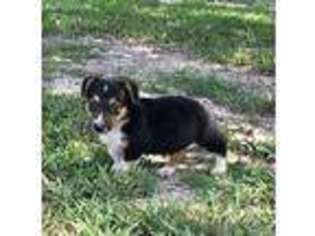 Mutt Puppy for sale in Pelahatchie, MS, USA