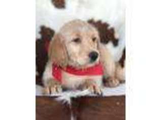 Labradoodle Puppy for sale in Henrietta, TX, USA