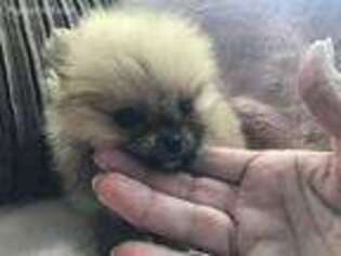 Pomeranian Puppy for sale in Myrtle Beach, SC, USA