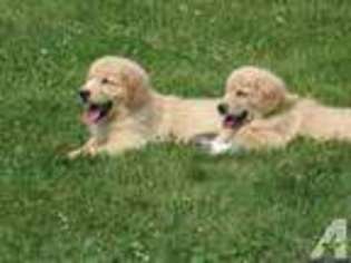 Golden Retriever Puppy for sale in ATHOL, MA, USA