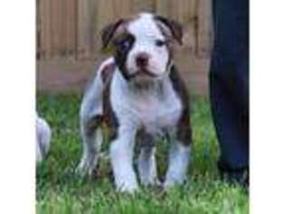 American Bulldog Puppy for sale in Cleveland, TX, USA
