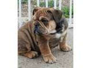 Bulldog Puppy for sale in Independence, MO, USA