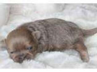 Mutt Puppy for sale in Smiths Creek, MI, USA
