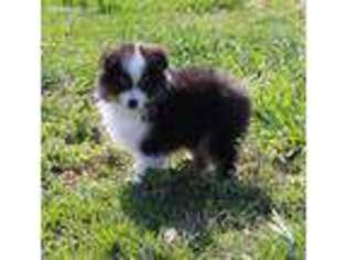Miniature Australian Shepherd Puppy for sale in Neosho, MO, USA