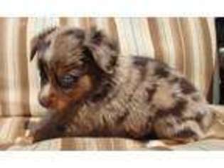 Miniature Australian Shepherd Puppy for sale in Blanchard, OK, USA