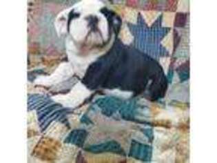 Bulldog Puppy for sale in Mclean, TX, USA