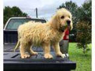 Labradoodle Puppy for sale in Liberty, SC, USA