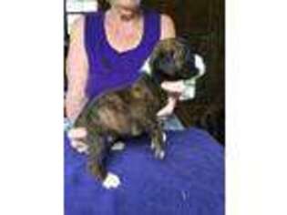 Boxer Puppy for sale in Bunnell, FL, USA