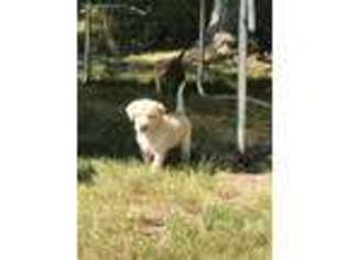 Labrador Retriever Puppy for sale in Williamsville, VA, USA